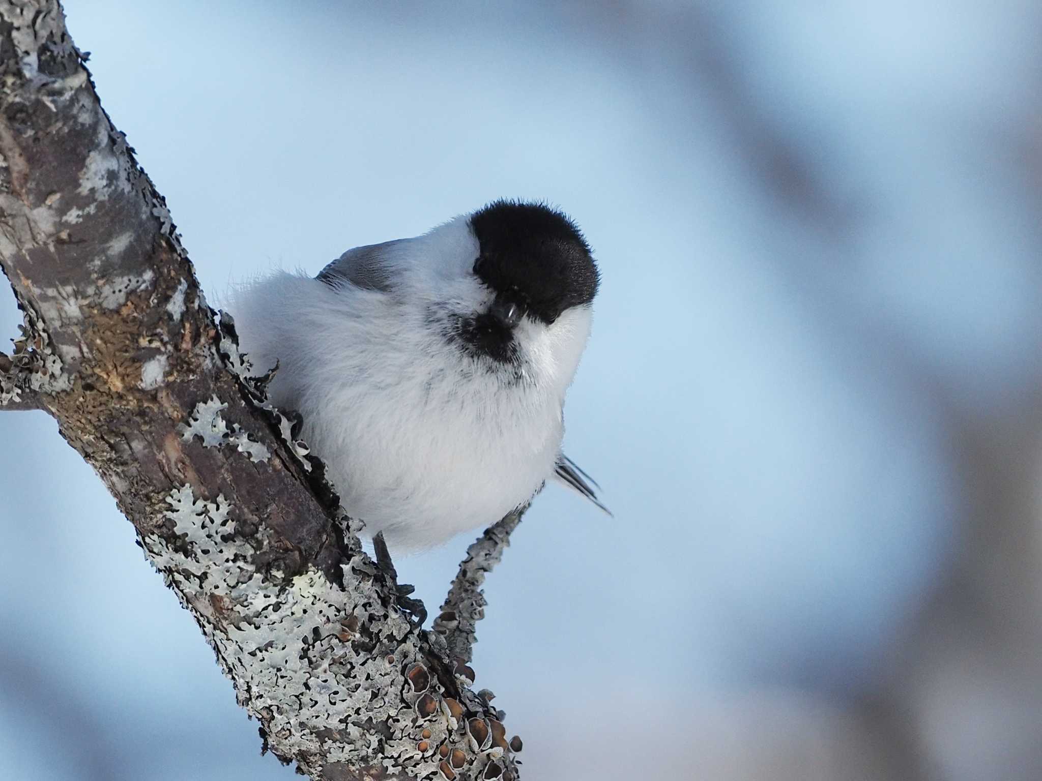 Photo of Willow Tit at 奥日光(戦場ヶ原,湯滝) by SIVA_RIVER