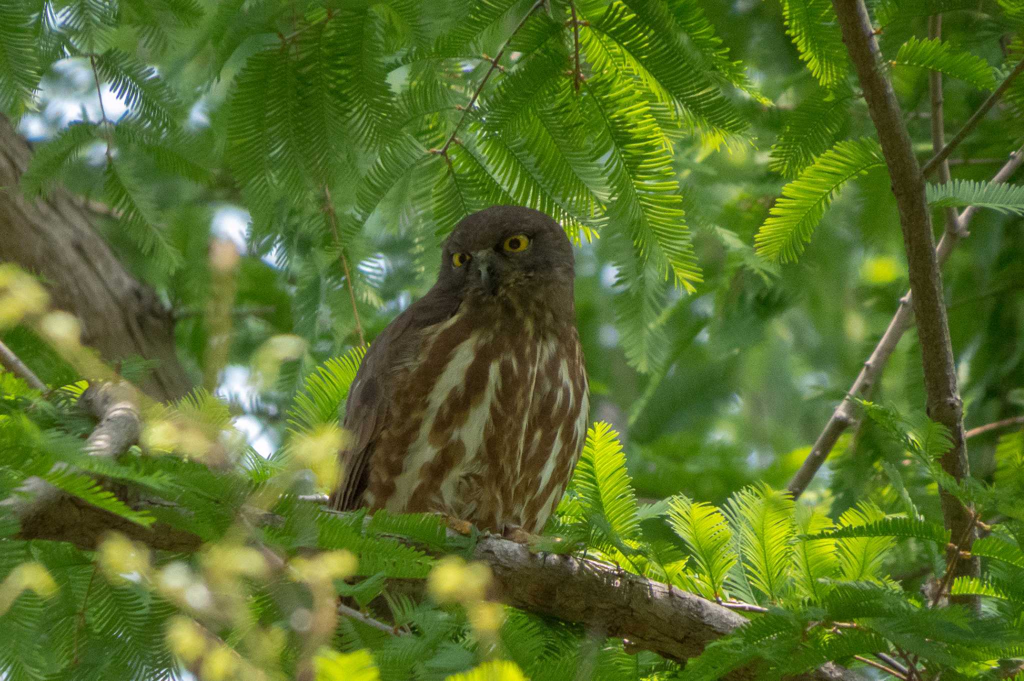 Photo of Northern Boobook at Akashi Park by ときのたまお