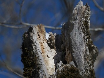 Eurasian Treecreeper 奥日光(戦場ヶ原,湯滝) Wed, 3/9/2022