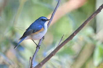 Red-flanked Bluetail Unknown Spots Mon, 2/21/2022