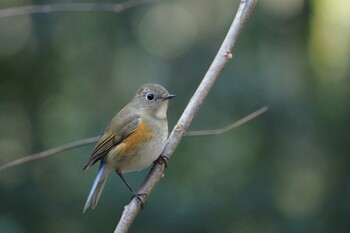 Red-flanked Bluetail Unknown Spots Wed, 3/2/2022