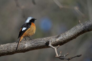 Daurian Redstart Unknown Spots Fri, 2/18/2022