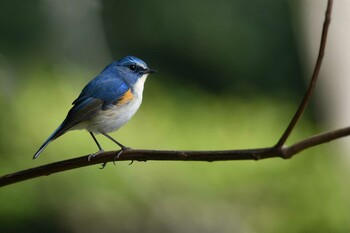 Red-flanked Bluetail Unknown Spots Tue, 3/1/2022