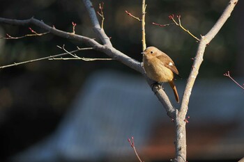 Daurian Redstart Unknown Spots Sun, 2/27/2022