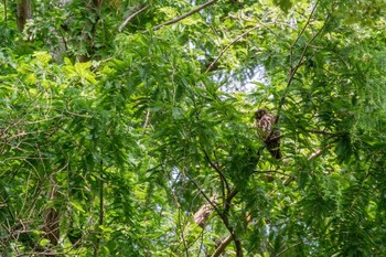 2014年6月26日(木) 明石公園の野鳥観察記録