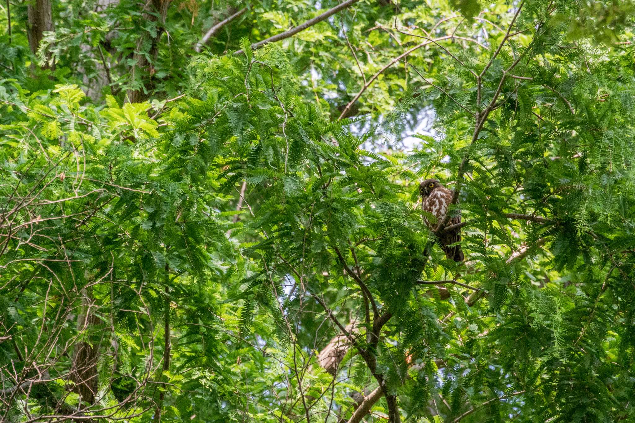 明石公園 アオバズクの写真 by ときのたまお