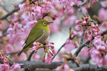 Warbling White-eye Unknown Spots Tue, 3/1/2022