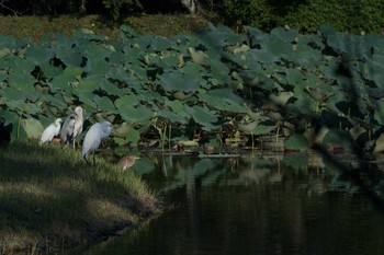 アカガシラサギ 大覚寺大沢池 2014年9月7日(日)