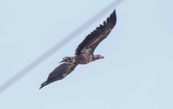 オジロワシ 茨戸川緑地 2021年6月21日(月)