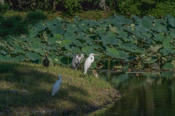 Chinese Pond Heron 大覚寺大沢池 Sun, 9/7/2014