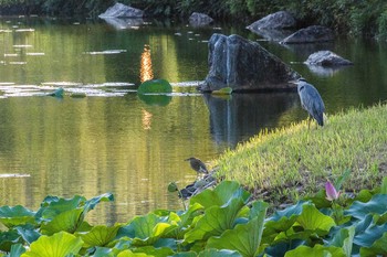 Chinese Pond Heron 大覚寺大沢池 Sun, 9/7/2014