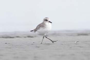 2022年3月10日(木) ふなばし三番瀬海浜公園の野鳥観察記録