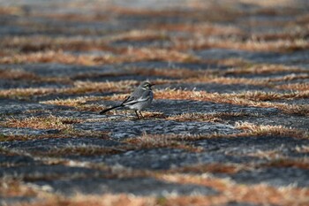 White Wagtail Mizumoto Park Sat, 1/15/2022