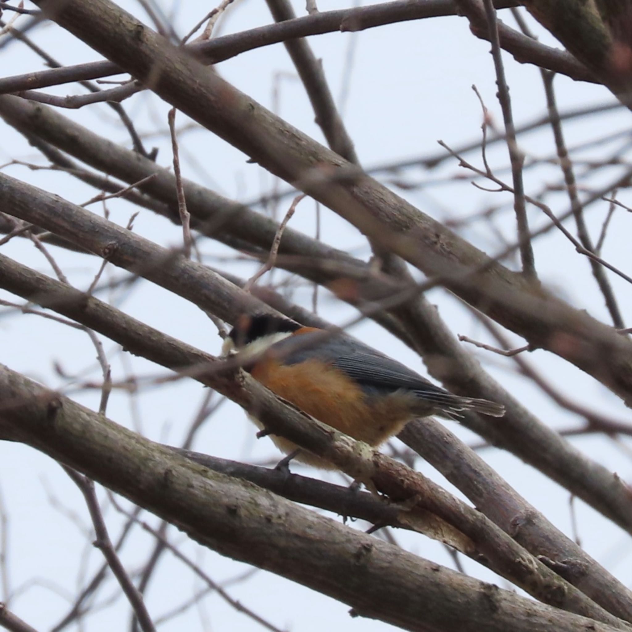 Photo of Varied Tit at みちのく杜の湖畔公園 by モズもず