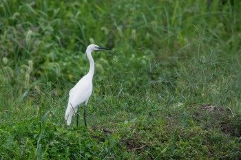 Little Egret 兵庫県明石市 Sat, 9/23/2017