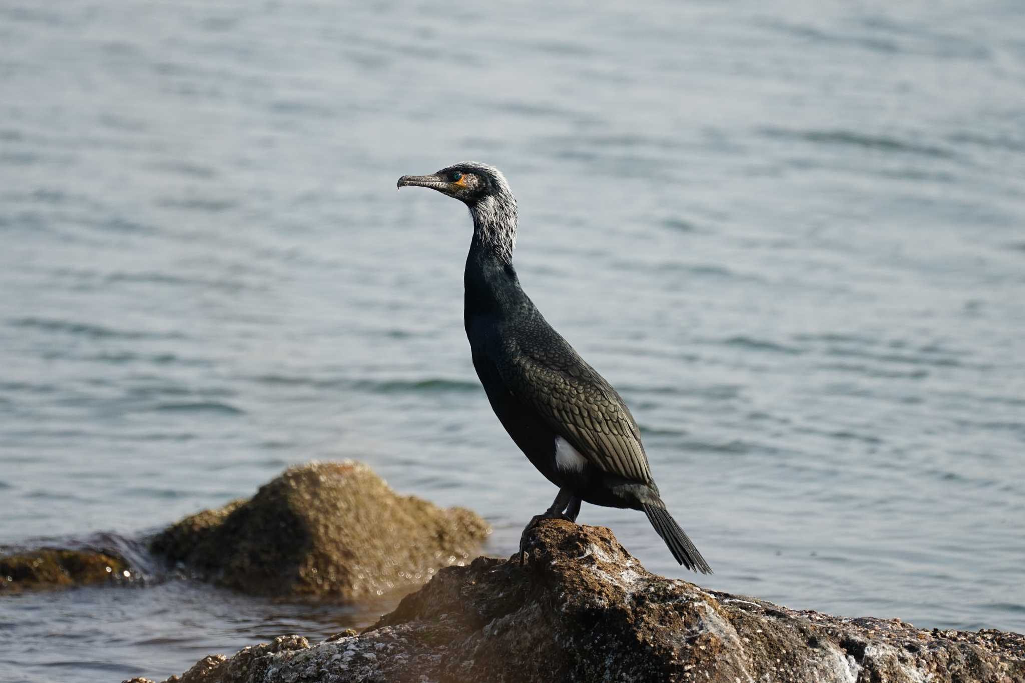 Photo of Japanese Cormorant at 境水道 by ひらも
