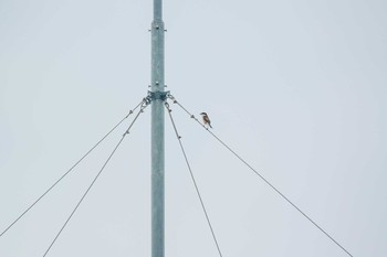 2017年9月23日(土) 兵庫県明石市の野鳥観察記録