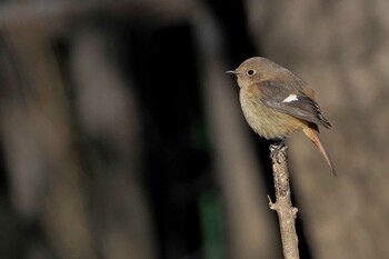 Daurian Redstart Unknown Spots Sun, 2/6/2022