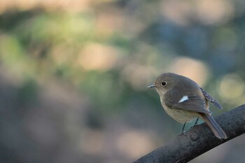 Daurian Redstart Unknown Spots Thu, 2/17/2022