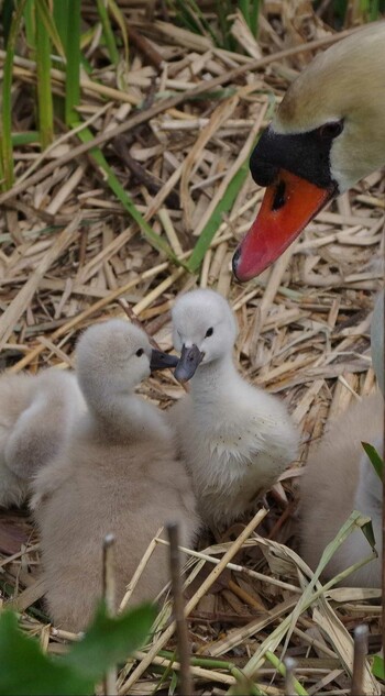 Mute Swan 香川県 高月池 Thu, 4/22/2021