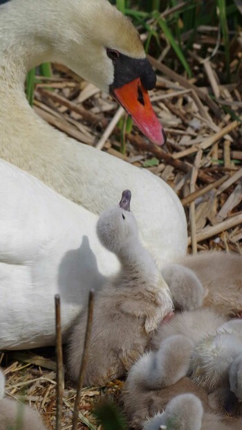 コブハクチョウ 香川県 高月池 2021年4月22日(木)