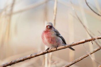 2022年3月10日(木) ふれあい松戸川の野鳥観察記録