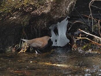 Brown Dipper 奥日光(戦場ヶ原,湯滝) Wed, 3/9/2022