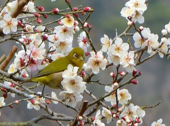 Warbling White-eye 栗林公園 Fri, 3/4/2022