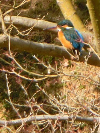 Common Kingfisher 栗林公園 Fri, 3/4/2022