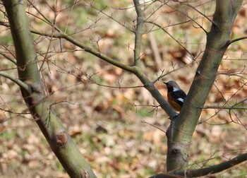 Daurian Redstart 郷土の森公園(府中市) Wed, 3/9/2022