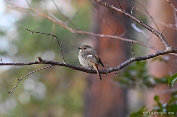 ジョウビタキ 静岡県立森林公園 2022年3月5日(土)