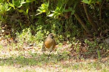 Brown-headed Thrush 兵庫県明石市 Mon, 4/22/2013