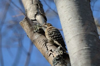 Japanese Pygmy Woodpecker 平谷川 Thu, 3/10/2022
