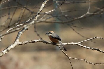 Bull-headed Shrike 平谷川 Thu, 3/10/2022