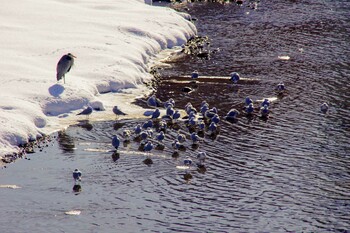 Grey Heron 浅野川大橋(石川県金沢市) Sun, 1/14/2018