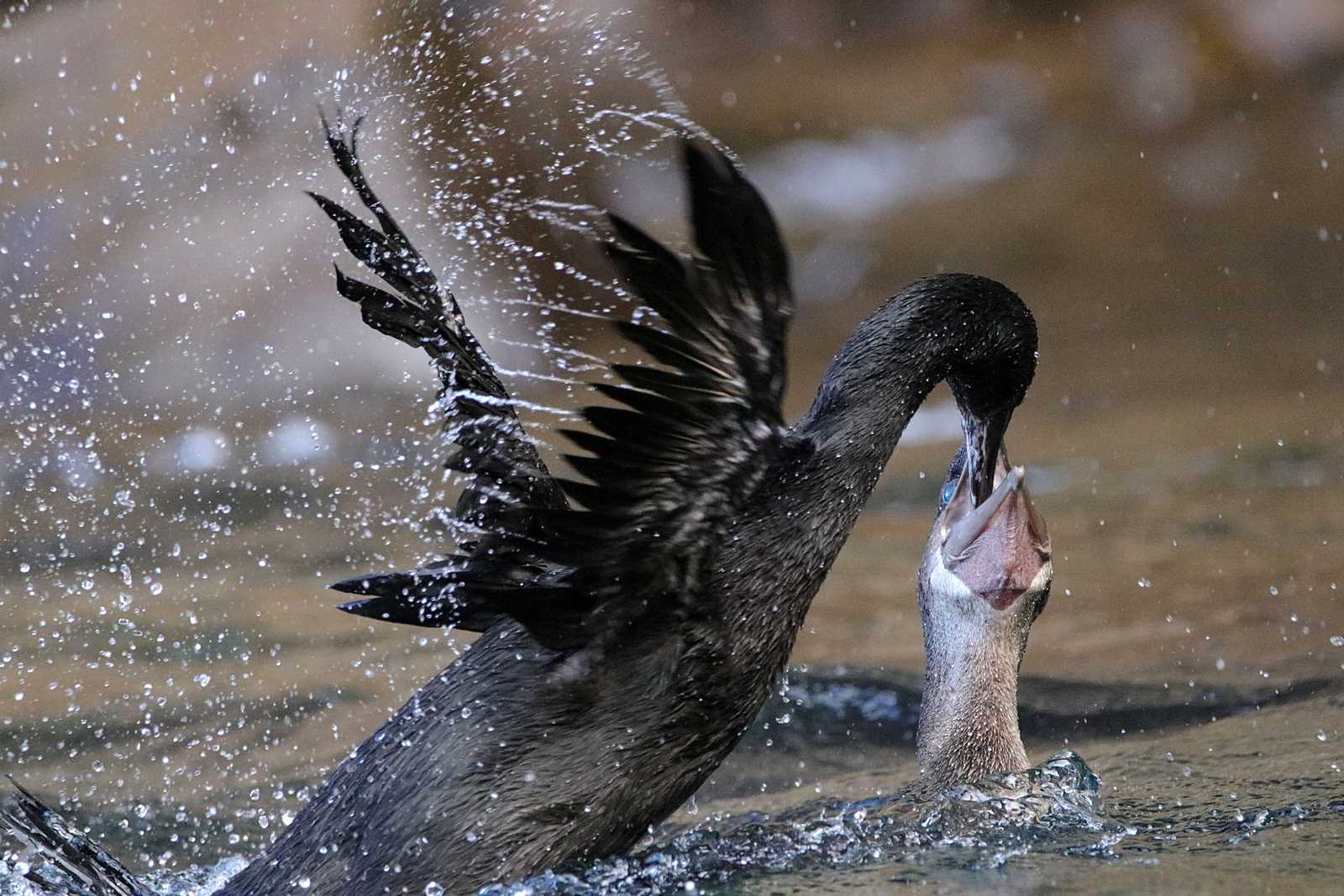 ガラパゴスコバネウ