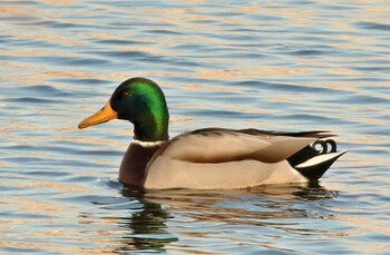 マガモ 浮島ヶ原自然公園 2022年2月12日(土)