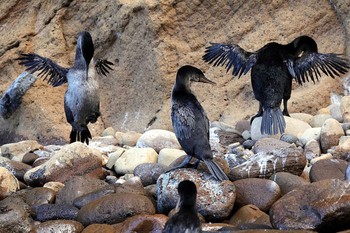 ガラパゴスコバネウ Galapagos Islands(Ecuador) 2017年9月17日(日)