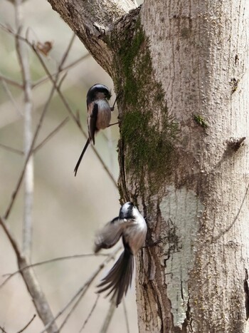 Long-tailed Tit 陶史の森 Thu, 3/10/2022