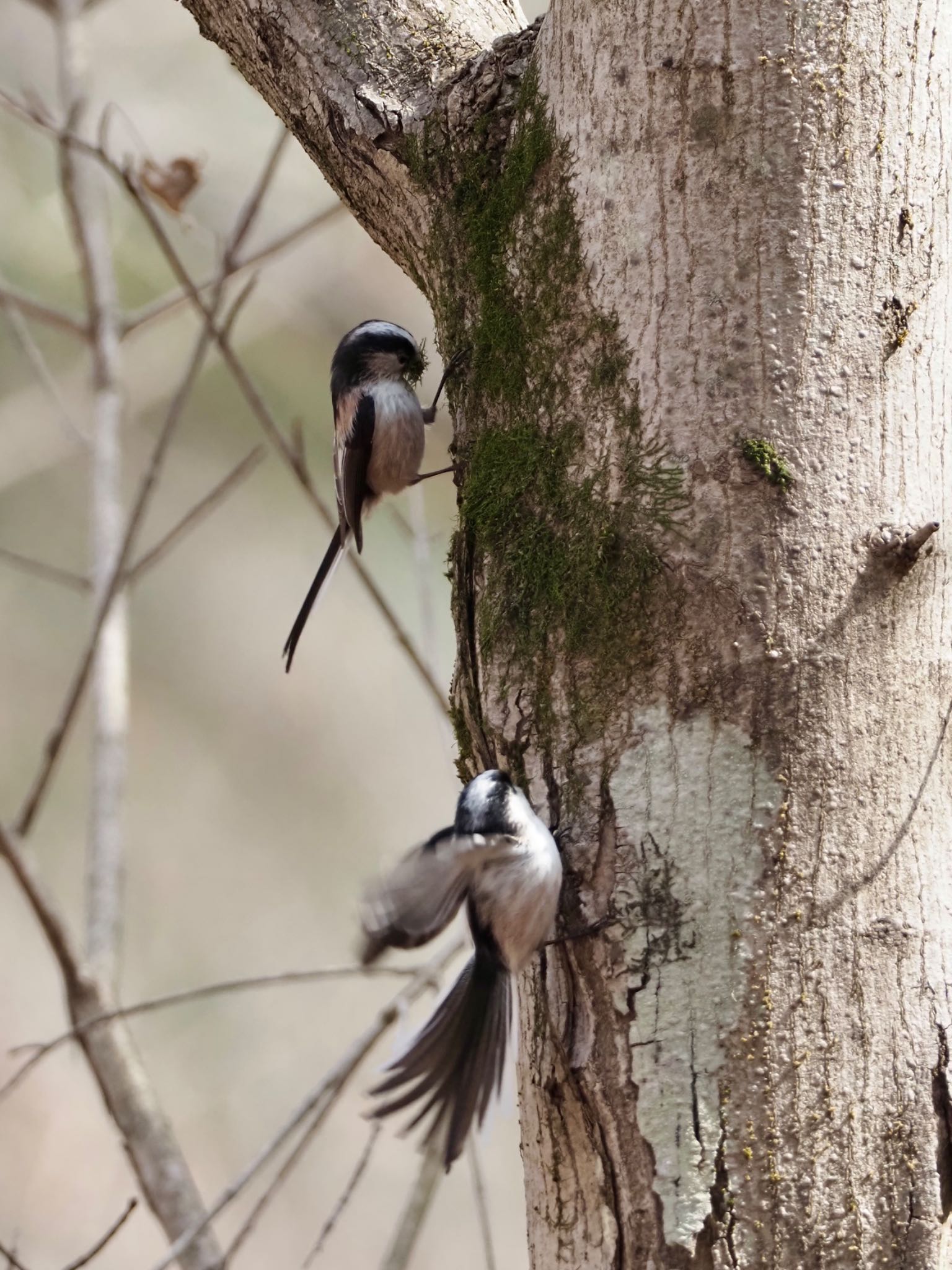 Long-tailed Tit