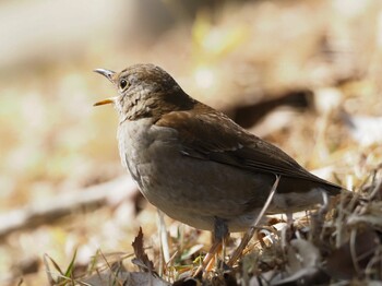 Pale Thrush 陶史の森 Thu, 3/10/2022