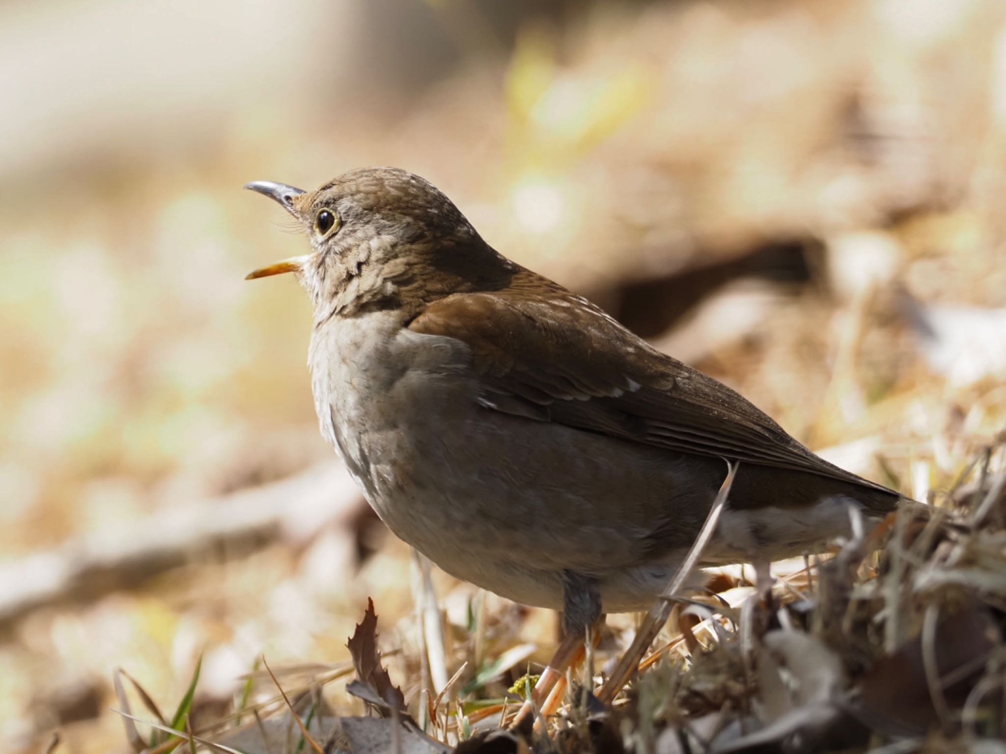 Photo of Pale Thrush at 陶史の森 by unjun