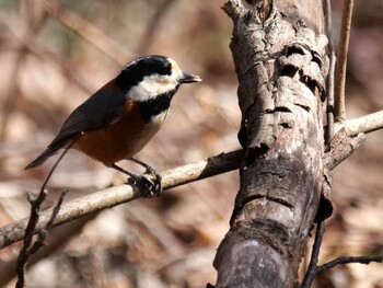 Varied Tit 皆野町 Sat, 3/5/2022