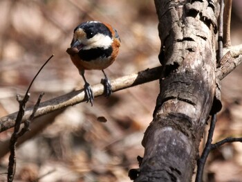 Varied Tit 皆野町 Sat, 3/5/2022