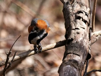 Varied Tit 皆野町 Sat, 3/5/2022