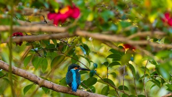 Common Kingfisher 草津市 Thu, 3/10/2022