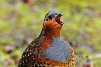 Chinese Bamboo Partridge 大阪府 Wed, 3/2/2022