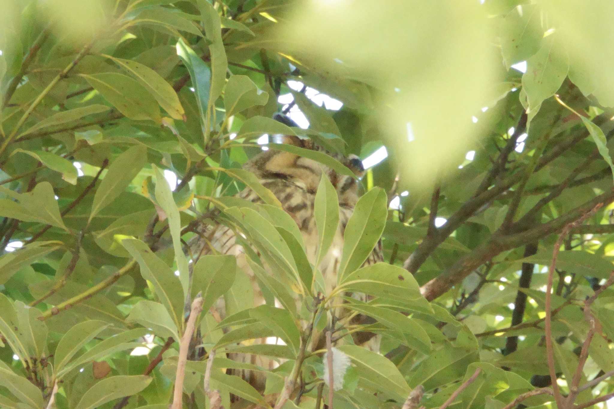 神奈川 トラフズクの写真 by とみた