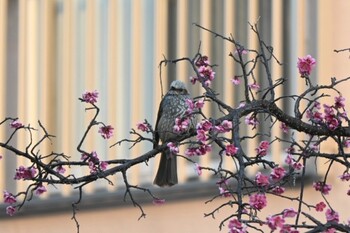 2022年3月11日(金) 宝梅の野鳥観察記録