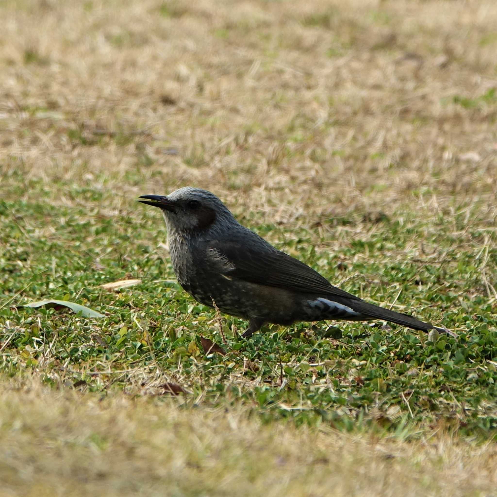 ロクハ公園(滋賀県草津市) ヒヨドリの写真 by bmont520